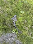 Plant People in nature Grass Tree Groundcover